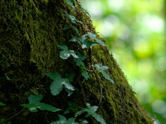 Moss on bark Zoomed-in view of moss and ivy growing on the bark of a tree, with a blurry background of nature in the back.