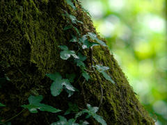 Zoomed-in view of moss and ivy growing on the bark of a tree, with a blurry background of nature in the back.