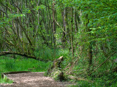 A photograph of a wooden board walk over mashes in a green forest.
