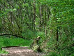 A boardwalk over the marsh A photograph of a wooden board walk over mashes in a green forest.