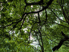 Bottom-up photograph of the sky hidden behind the green tree tops