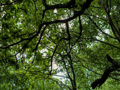 Blanket of leaves Bottom-up photograph of the sky hidden behind the green tree tops