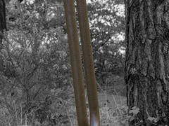Tuning fork in the forest A rusted-over human-size tuning fork planted in the forest; the background is grayscale