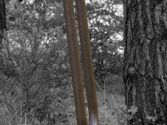 A rusted-over human-size tuning fork planted in the forest; the background is grayscale