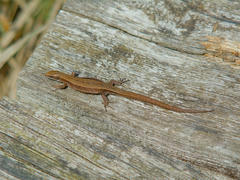 Lizard! A brown lizard on a wooden plank