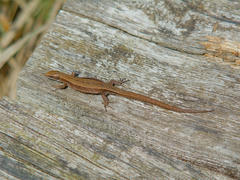 A brown lizard on a wooden plank