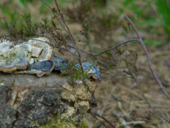 Shrooms Mushrooms on top of a tree stump. They're oddly iridescent.