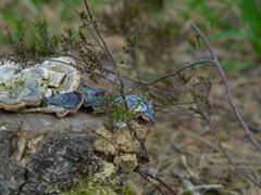 Mushrooms on top of a tree stump. They're oddly iridescent.