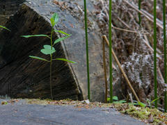 Close-up of a sprout on a tree stump.