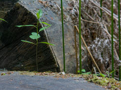 Stump top Close-up of a sprout on a tree stump.