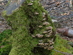 Moss and mushroom stools growing on a tree stump.