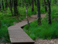 Boardwalk and dirt path leading deeper in the tall grass of the forest.