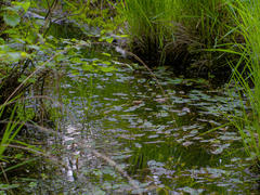 Above the little pond where the bugs live Close-up of a very brightly-lit little pond in the marsh area.