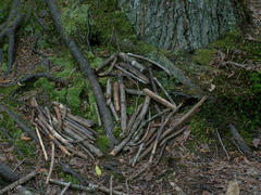Free sticks (take one) A bunch of sticks grouped together at the roots of a large tree.