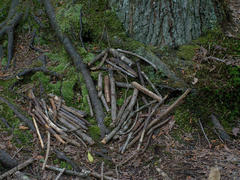 A bunch of sticks grouped together at the roots of a large tree.