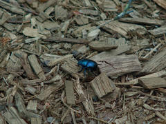 Beetle An iridescent deep-blue dung beetle walking across wood chips.