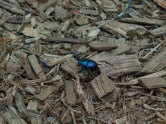 An iridescent deep-blue dung beetle walking across wood chips.