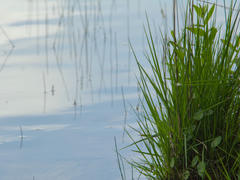 The lake Blades of grass in focus right next to the edge of the lake that quickly gets out of focus.