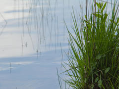 Blades of grass in focus right next to the edge of the lake that quickly gets out of focus.